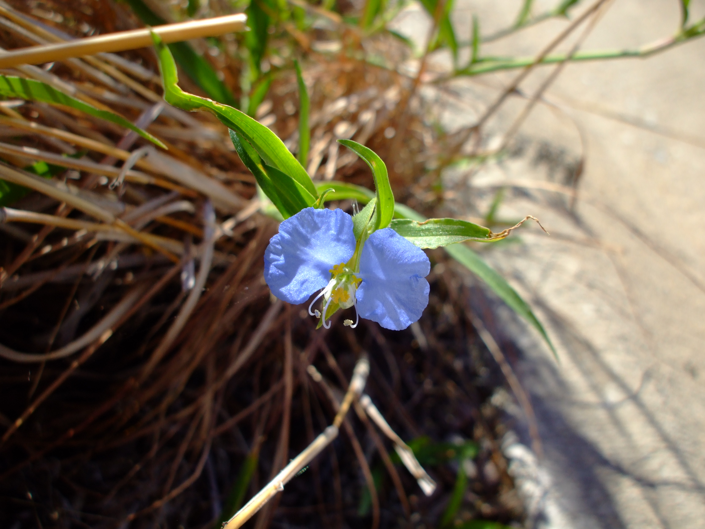 Commelina erecta